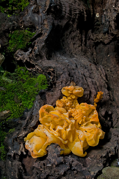 Tremella mesenterica (cfr. anche Tremella aurantia)